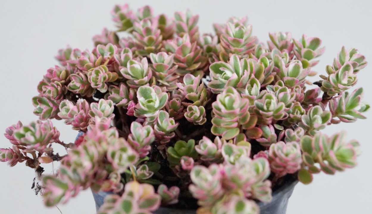 Очиток белорозовый Mediovariegatum