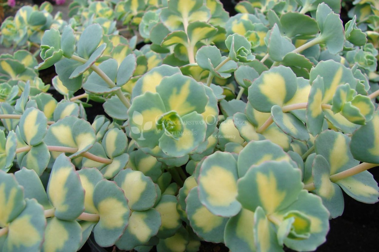 Очиток Миддендорфа