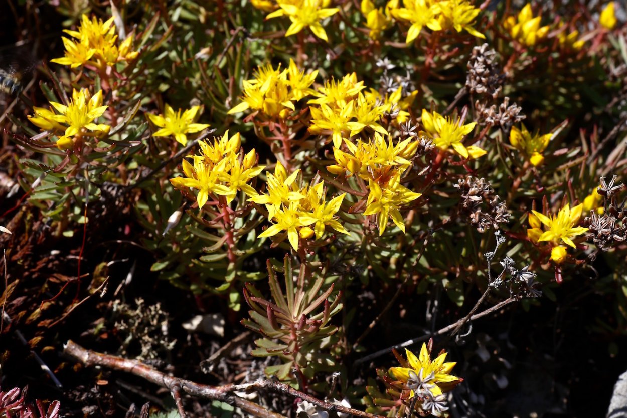 Седум Rock n grow back in Black