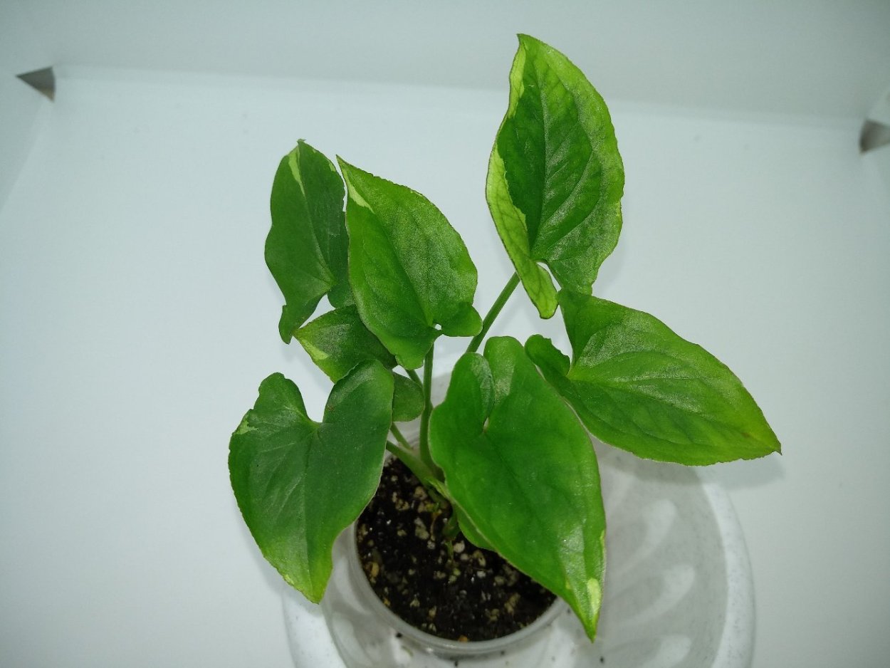 Сингониум Арроу