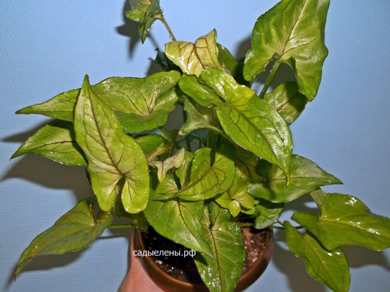 Сингониум mottled