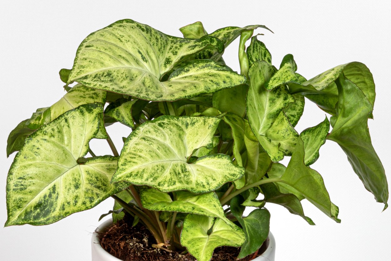 Сингониум Pink Splash