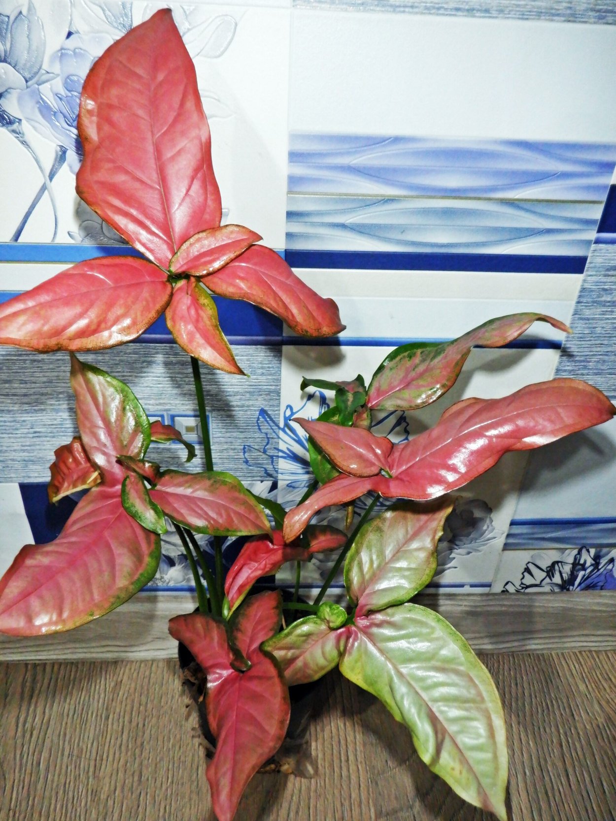 Сингониум ножколистный