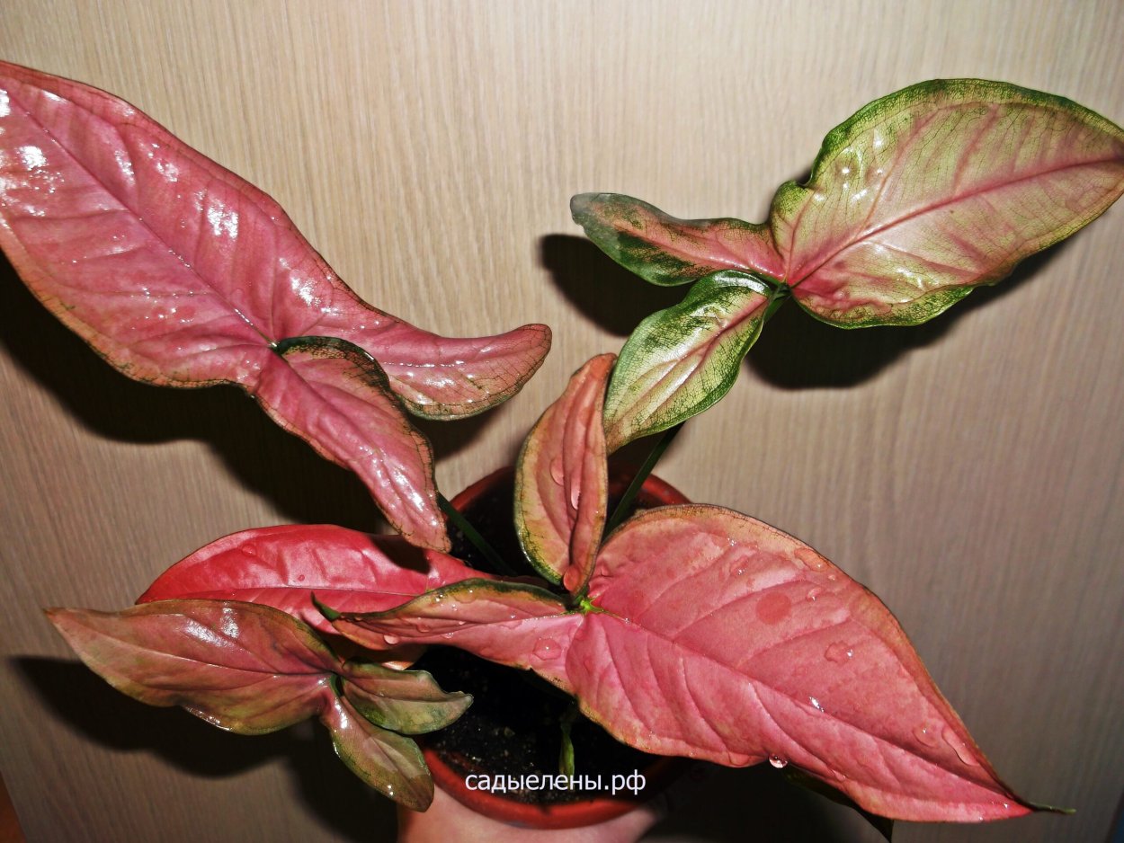 Сингониум Голден