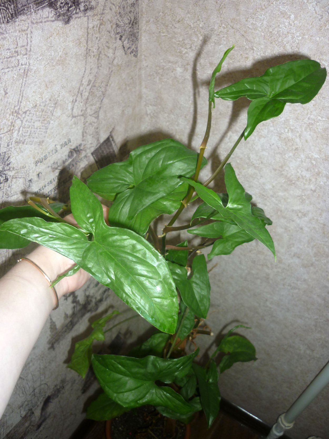 Сингониум Грин Эрроу