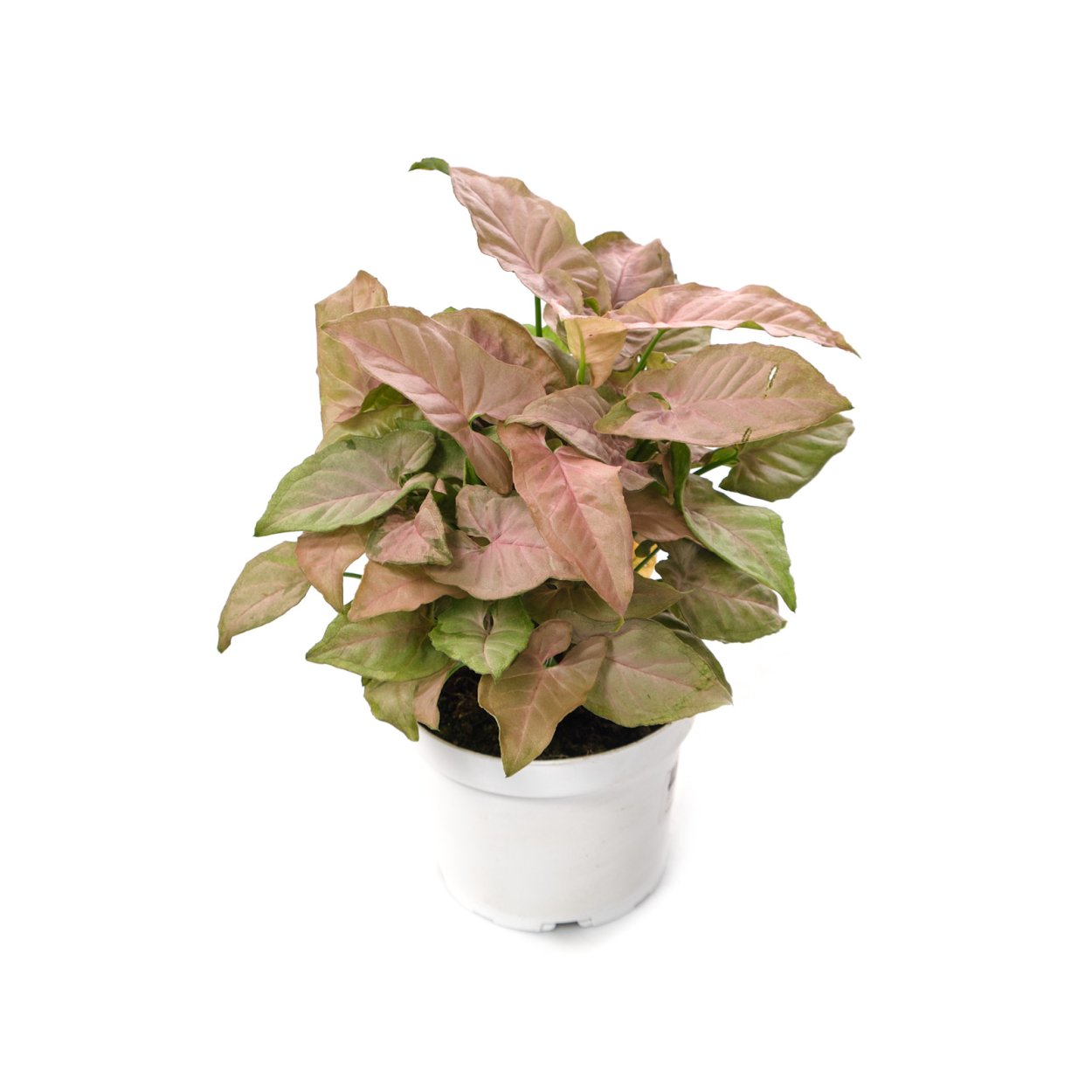 Сингониум Ушастый