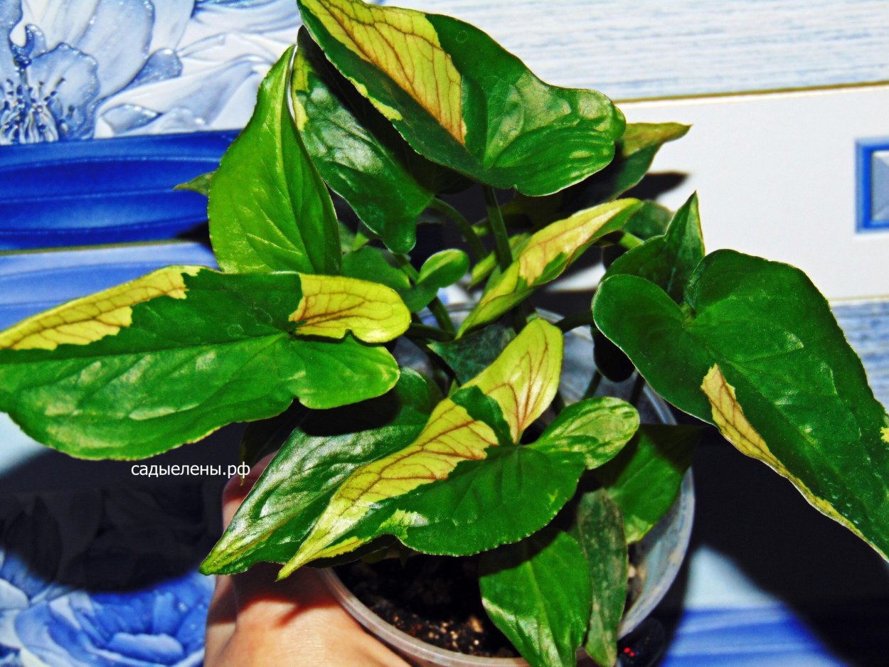 Сингониум Грин Арроу