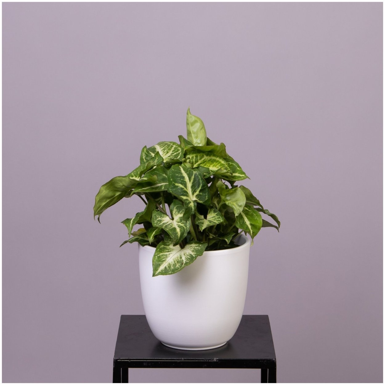 Сингониум mottled