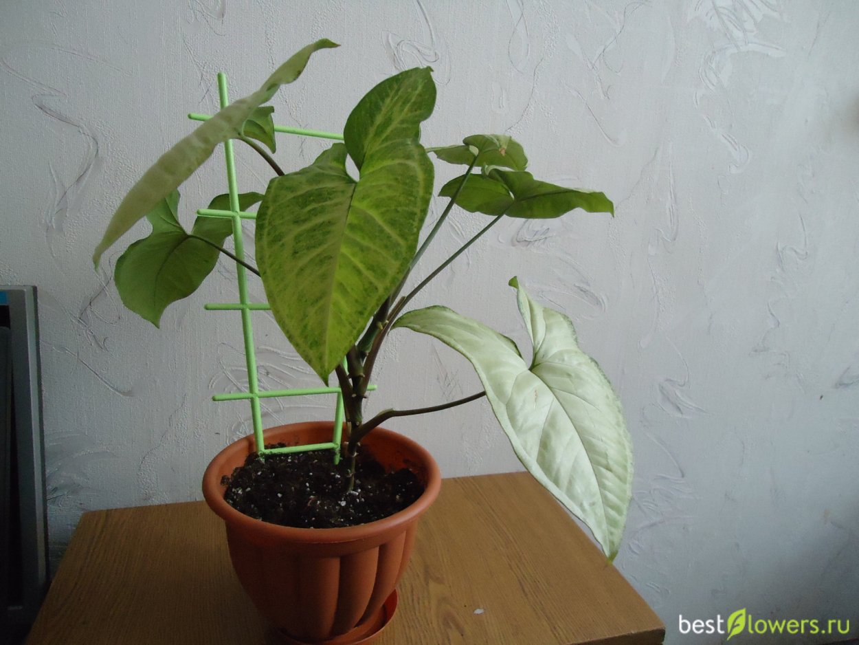 Сингониум Голден