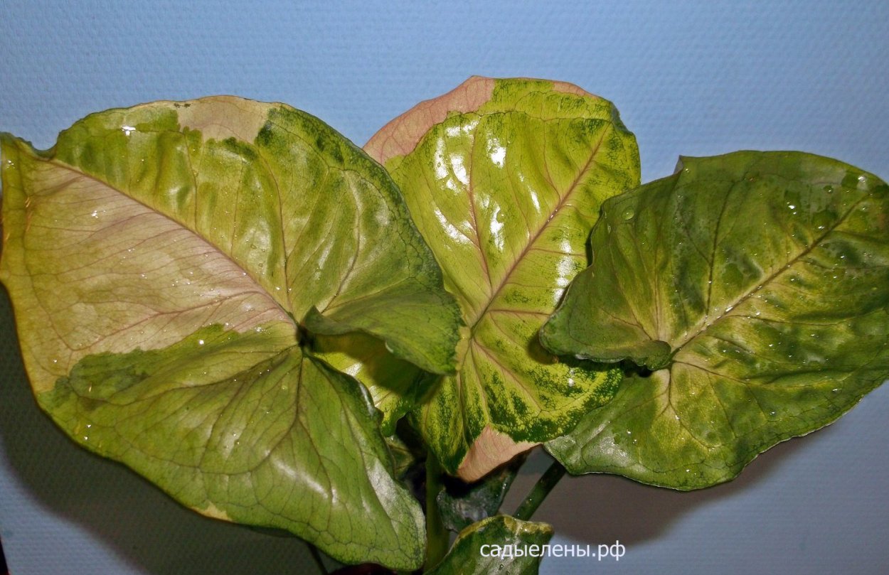 Сингониум Green arrow Mutation