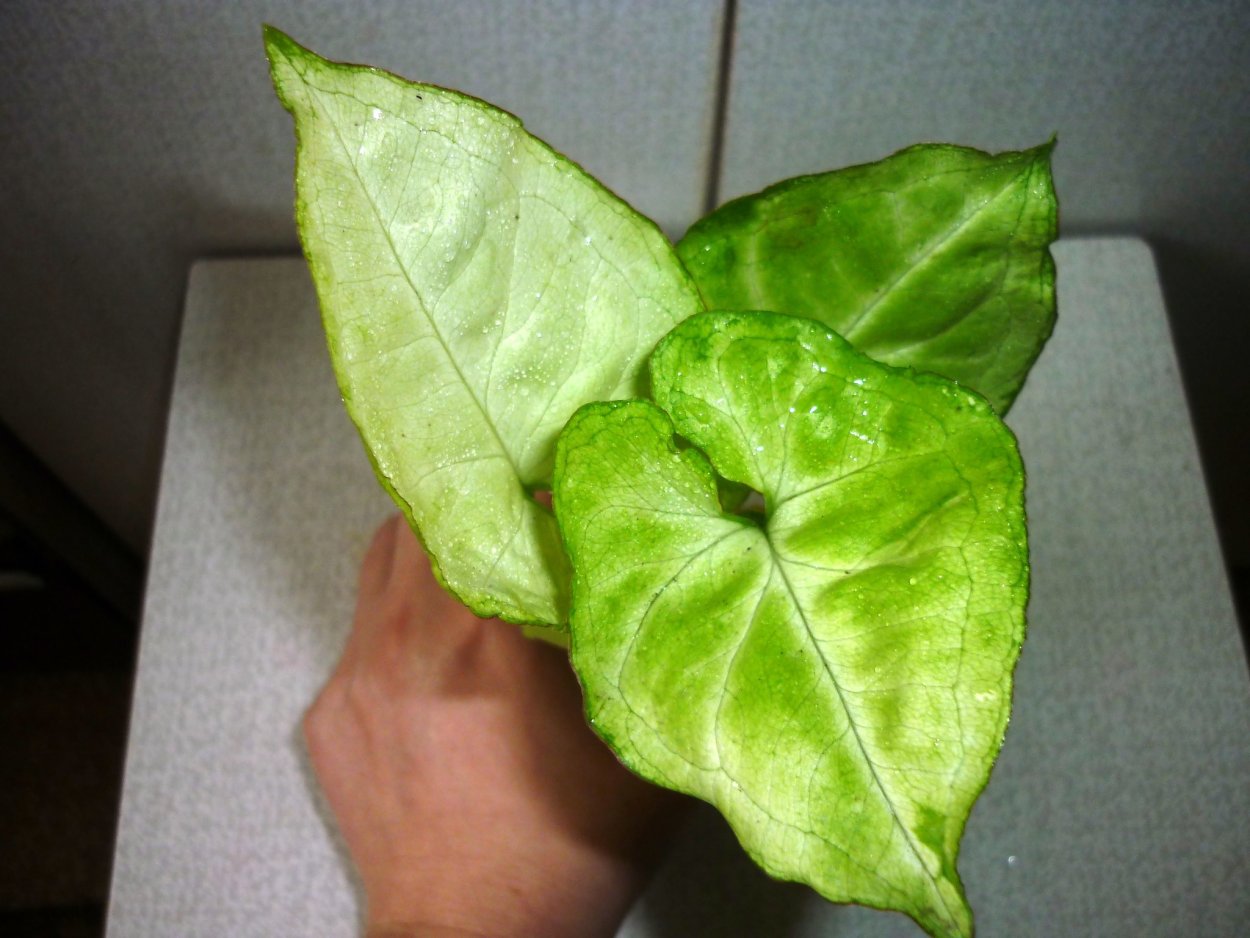 Сингониум Грин Эрроу