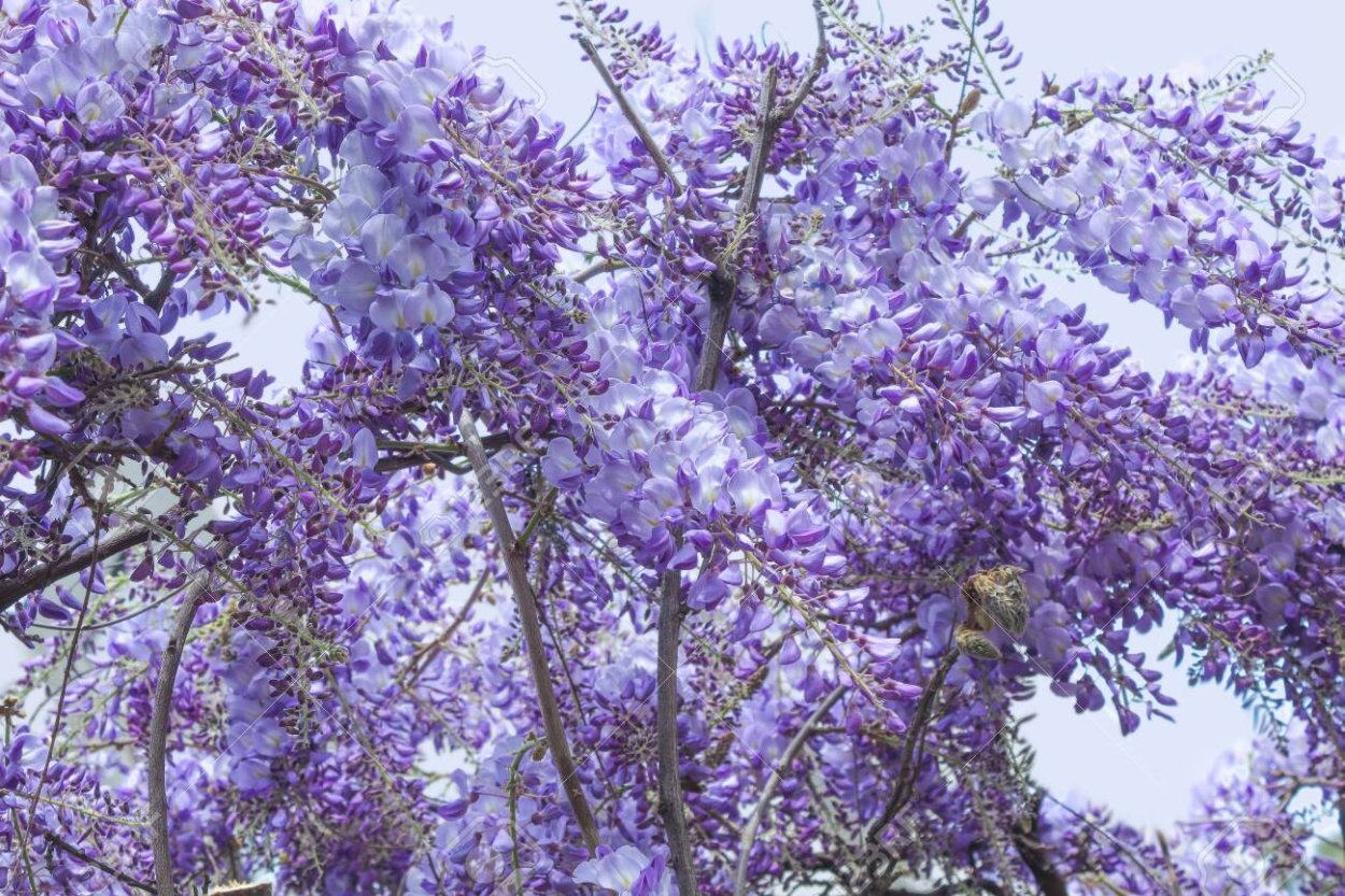 Акация синяя