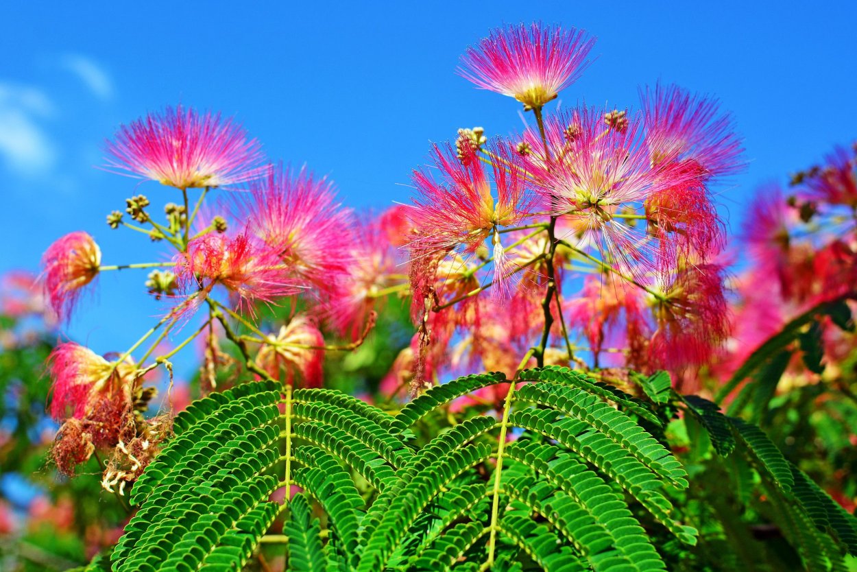 Сибирская Мимоза