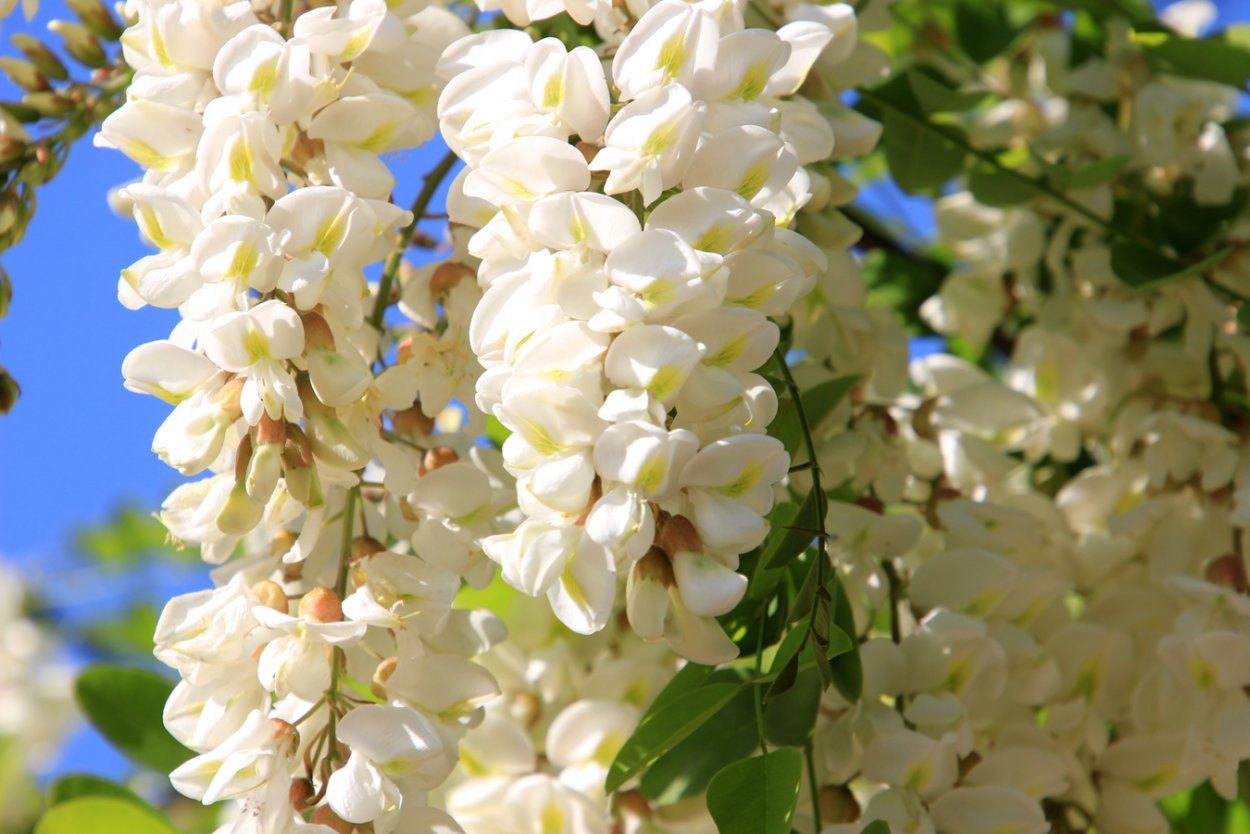 Глициния китайская Блю