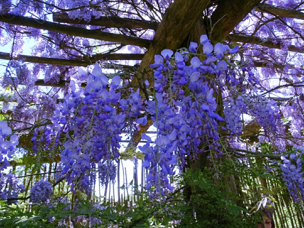 Сибирская Мимоза