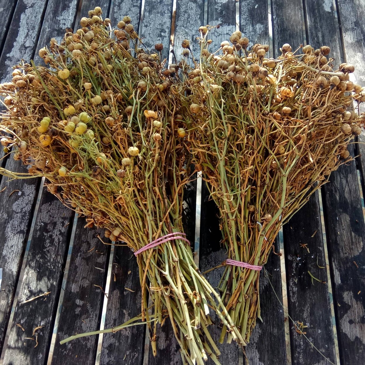 Гармала трава