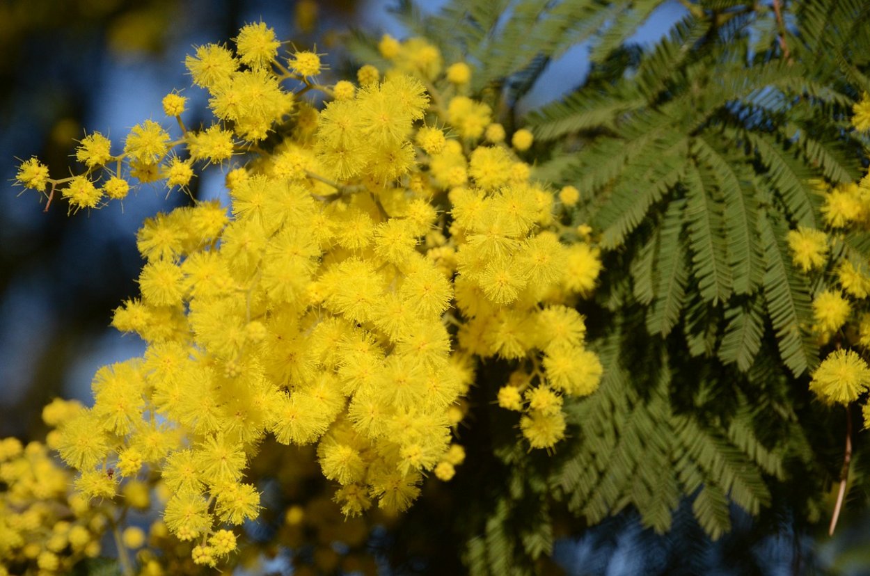 Цветущая Акация фон