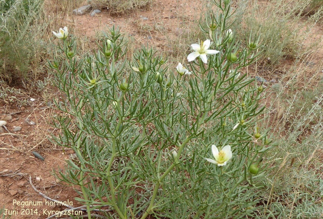 Гармала обыкновенная