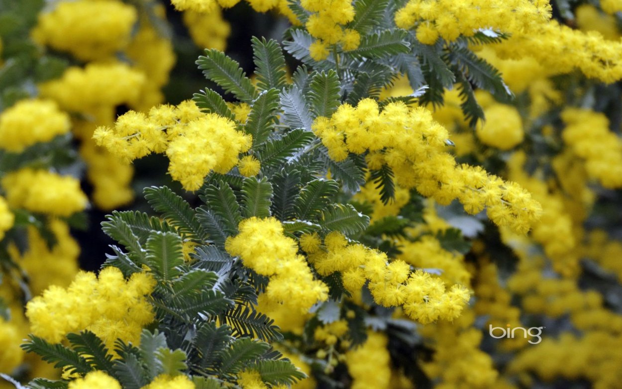 Сибирская Мимоза