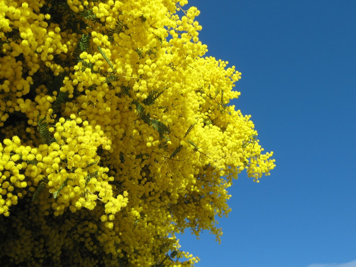 Глициния соцветие