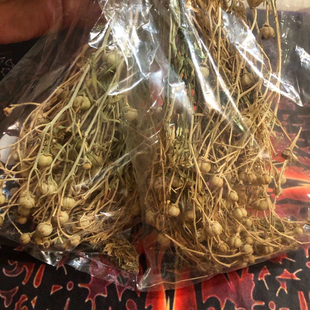 Гармала обыкновенная могильник