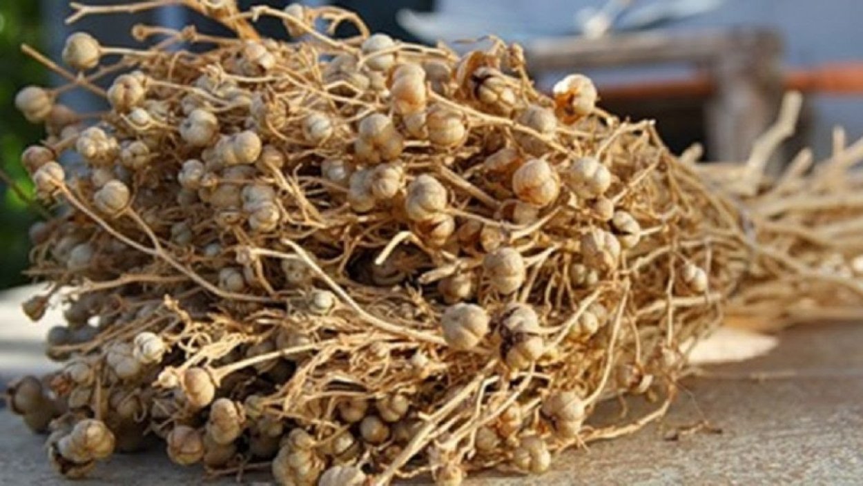 Гармала адраспан