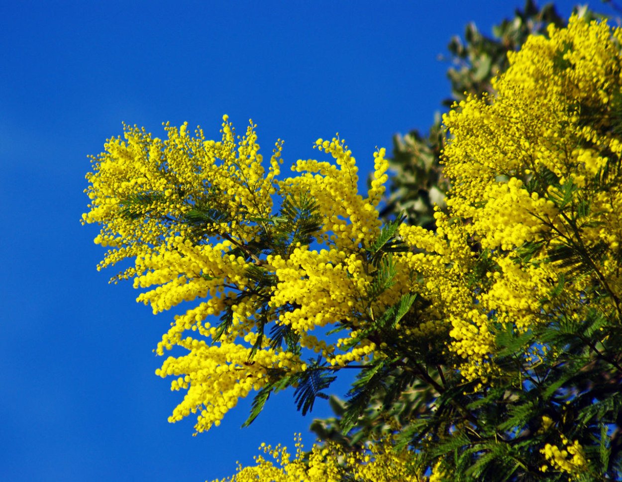 Цветущая Лиана Глициния