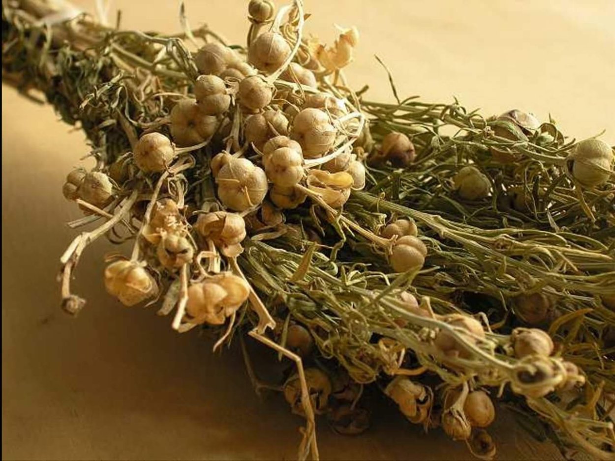 Гармала обыкновенная