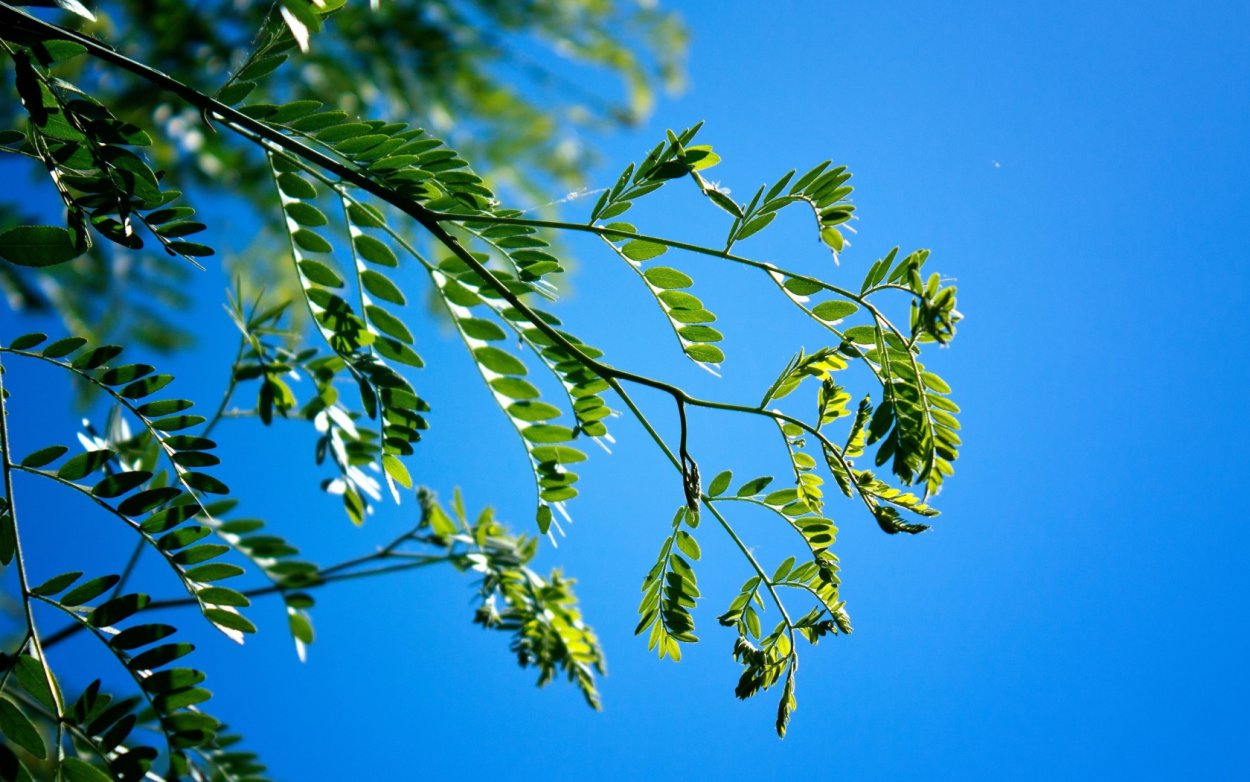 Листок акации