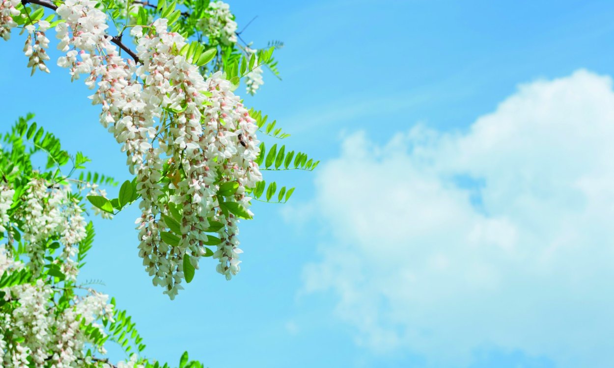 Табебуйя золотистая (Tabebuia chrysotricha)