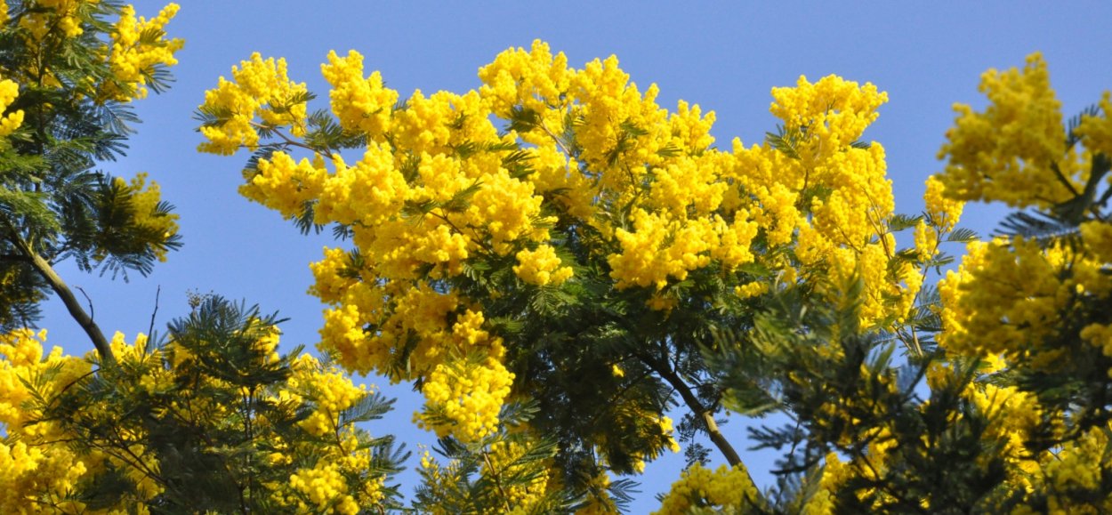 Глициния макростахия Блю Мун