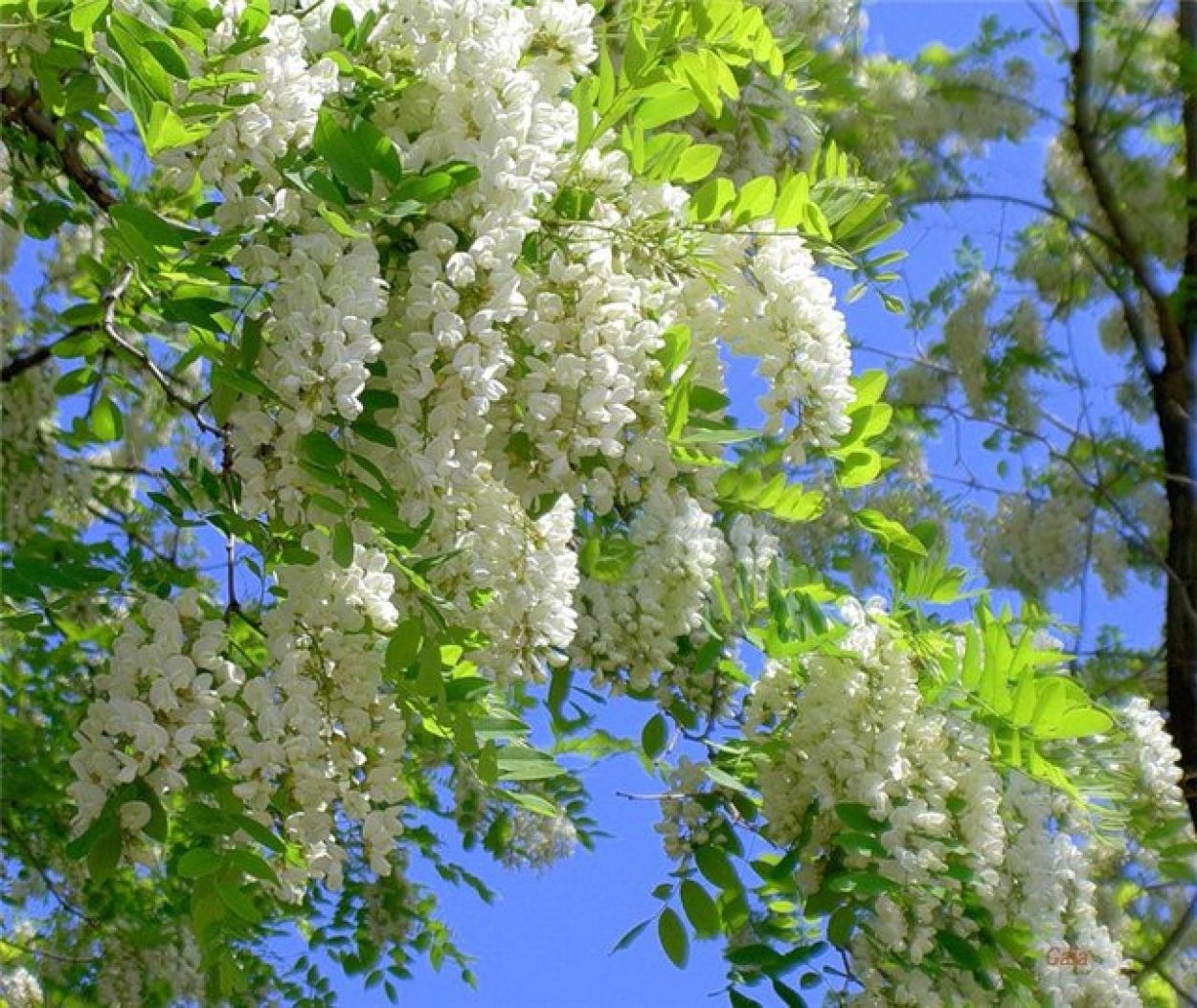 Фиалковое дерево джакаранда