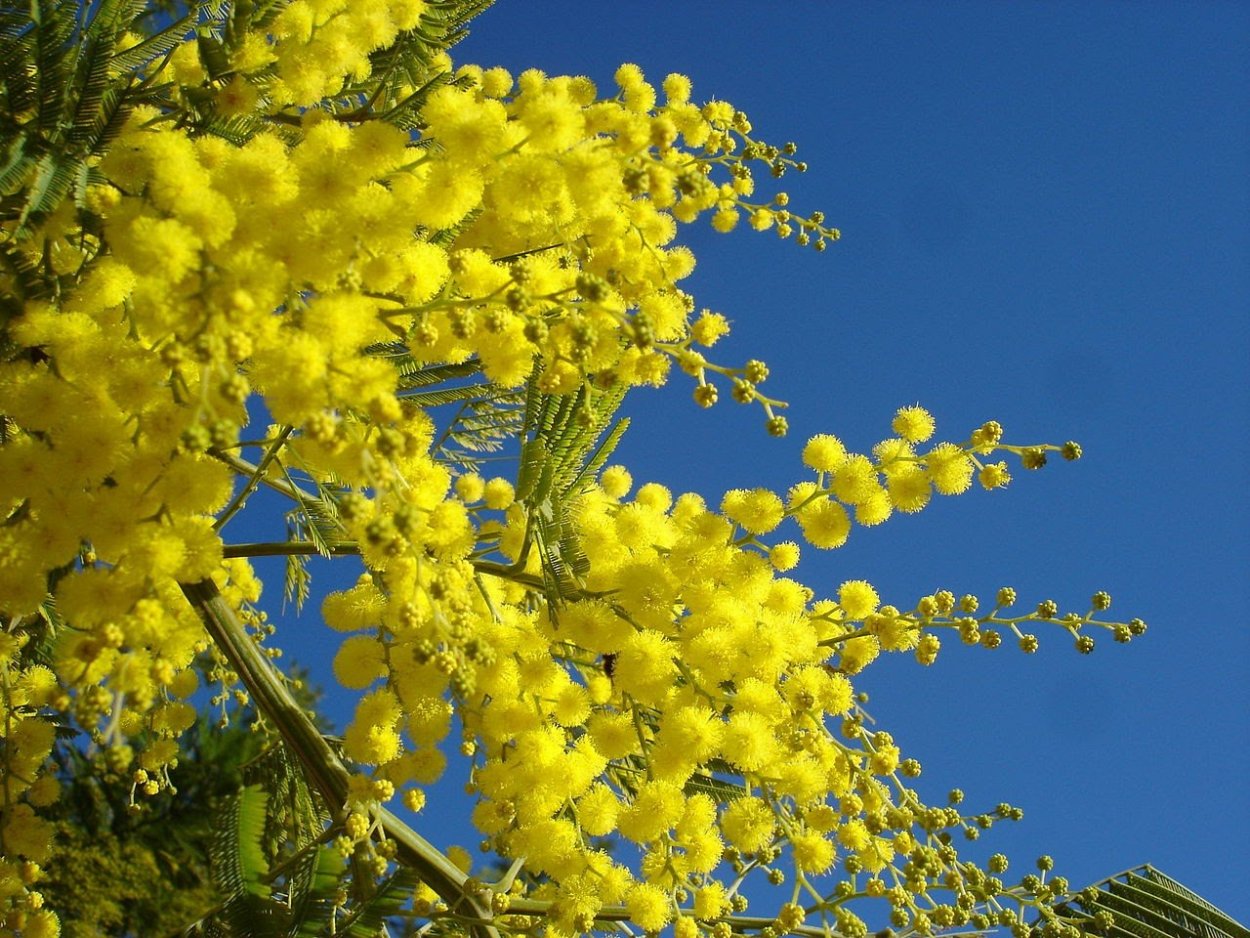 Acacia dealbata (Акация)