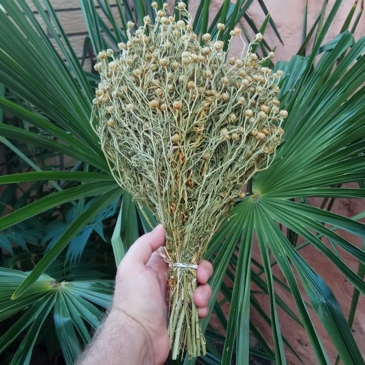 Гармала трава