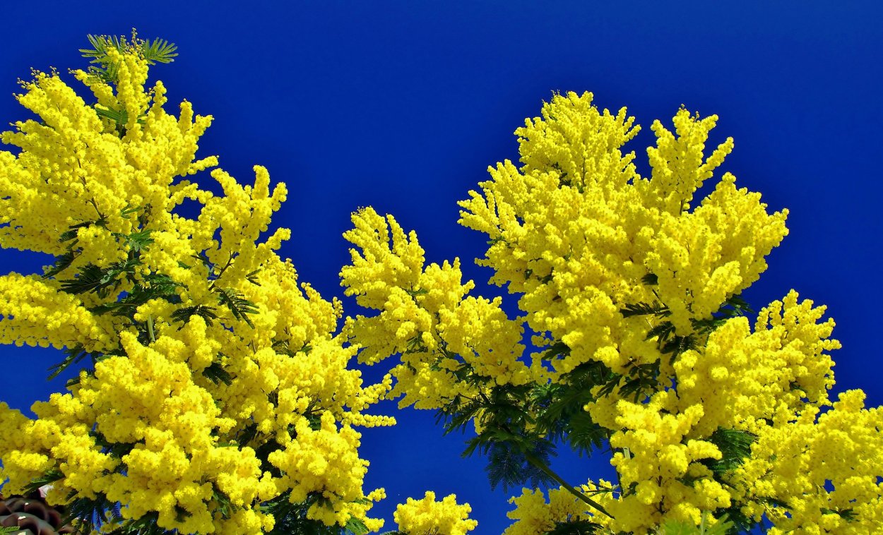 Глициния китайская Блю