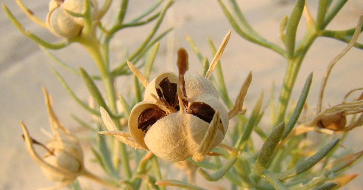 Гармала обыкновенная