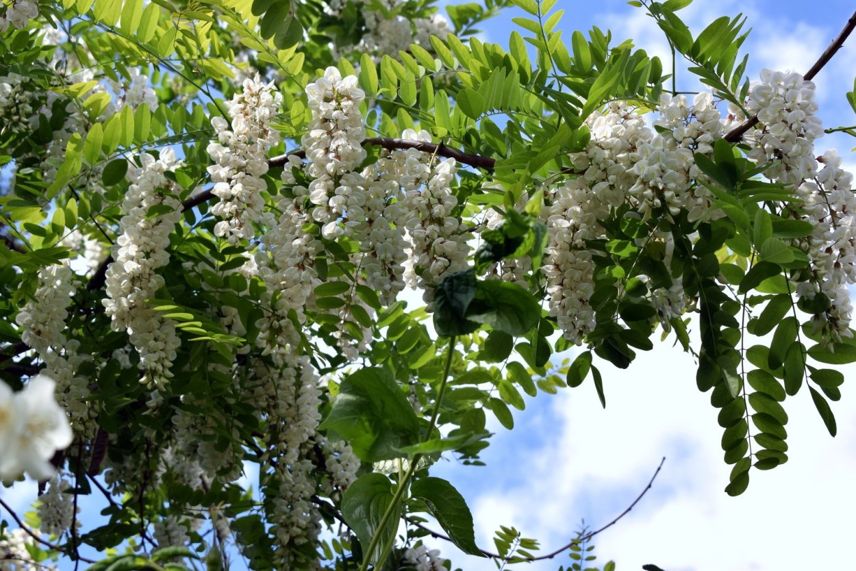 Цветение мимозы в Абхазии