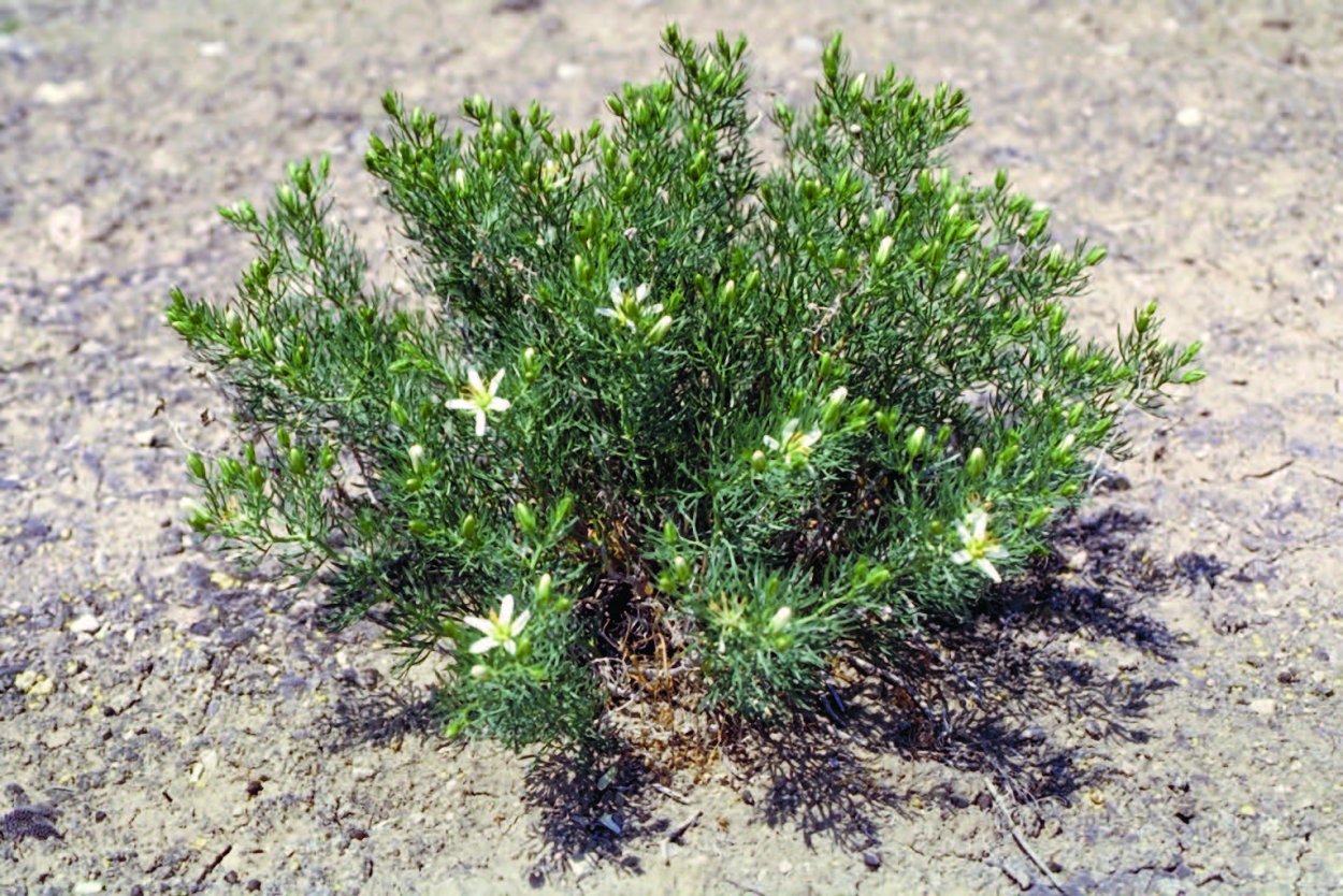 Гармала обыкновенная ботаника