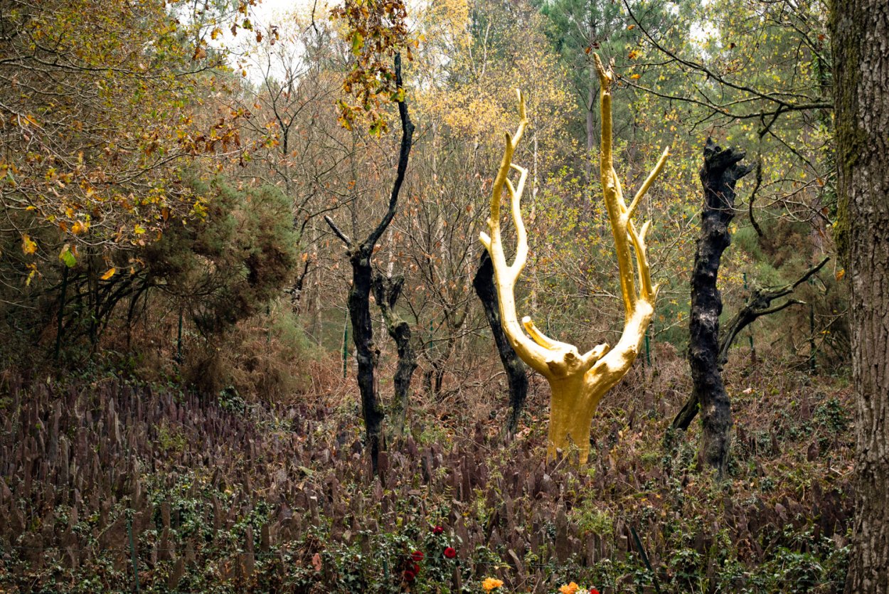 Лес Хойя-бачу в Трансильвании