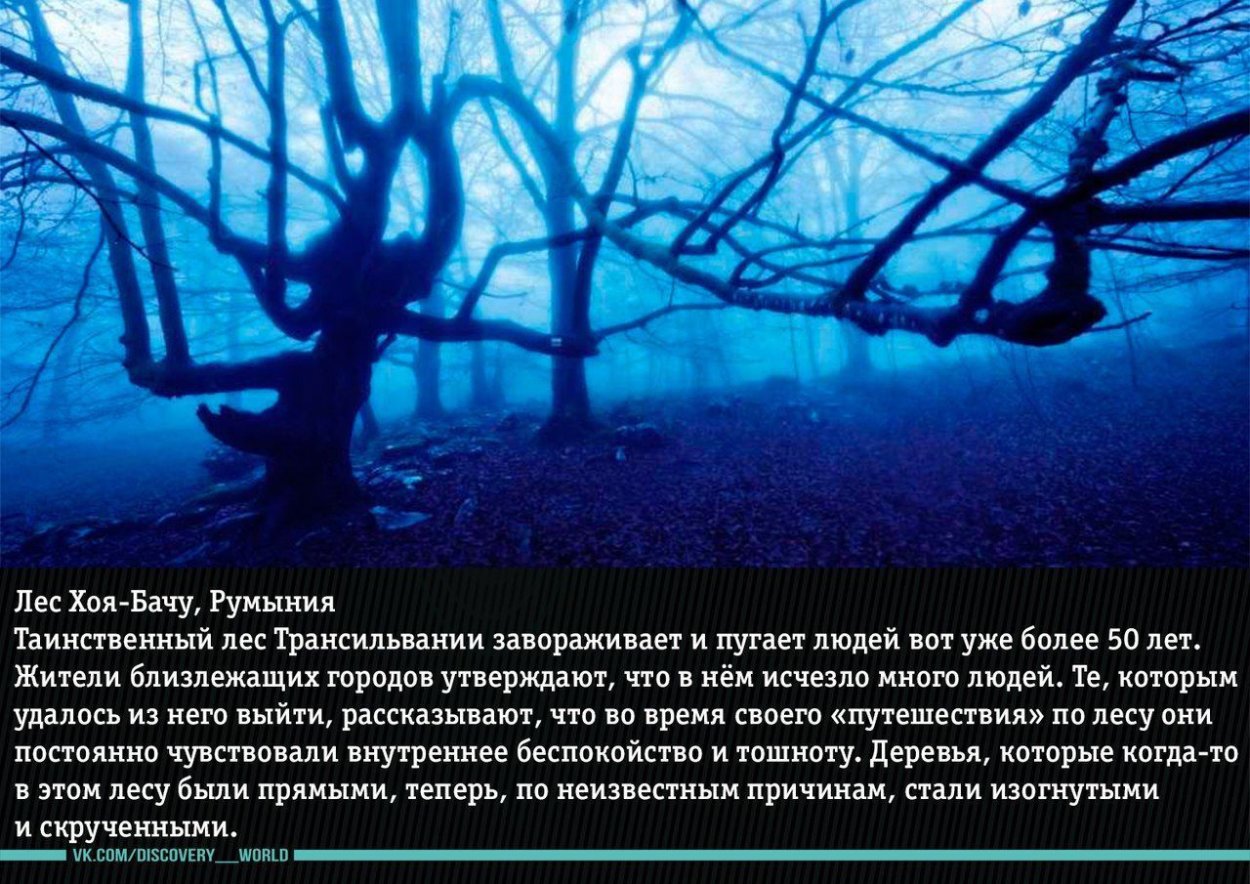 Лес Хойя-бачу в Трансильвании