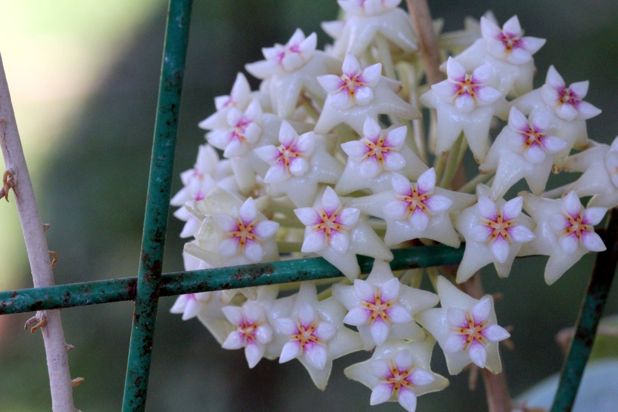 Картинки необычных деревьев
