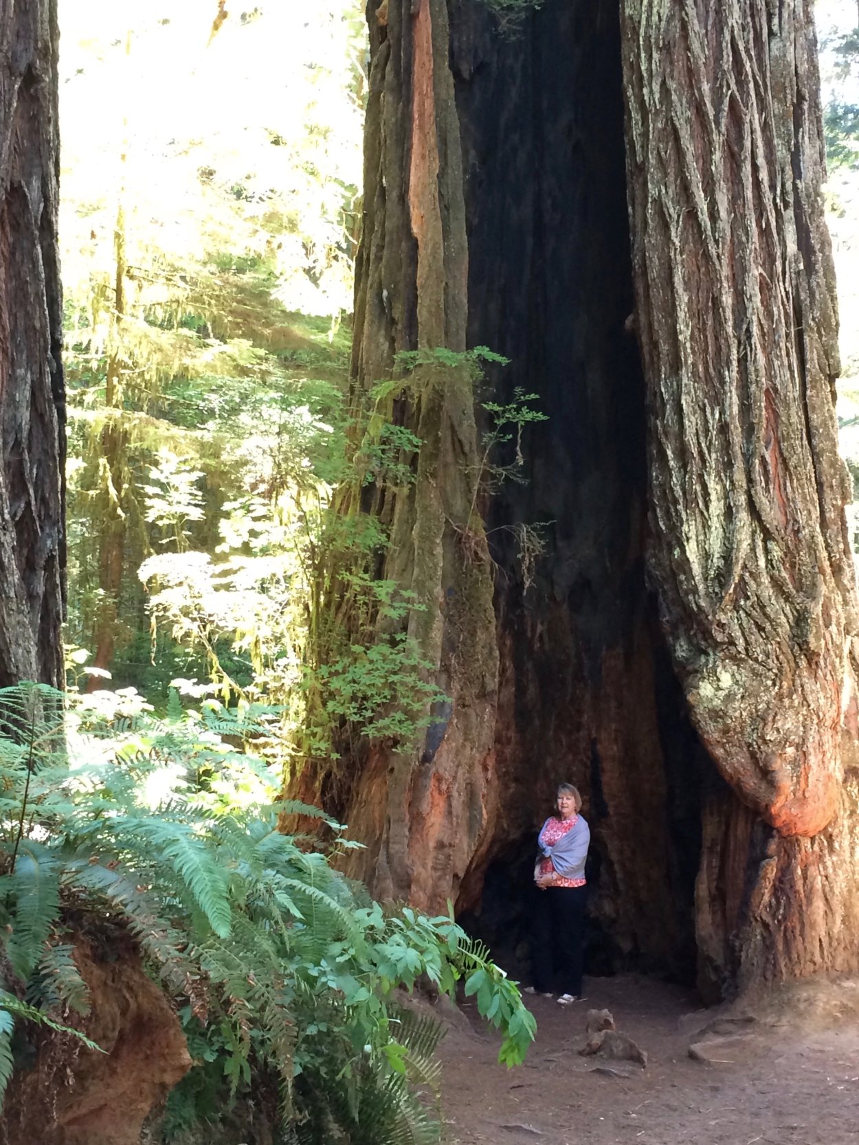 Кривой лес Грыфино Польша