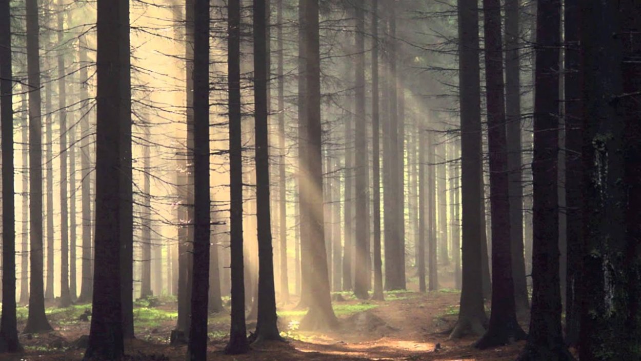 Искривленные деревья