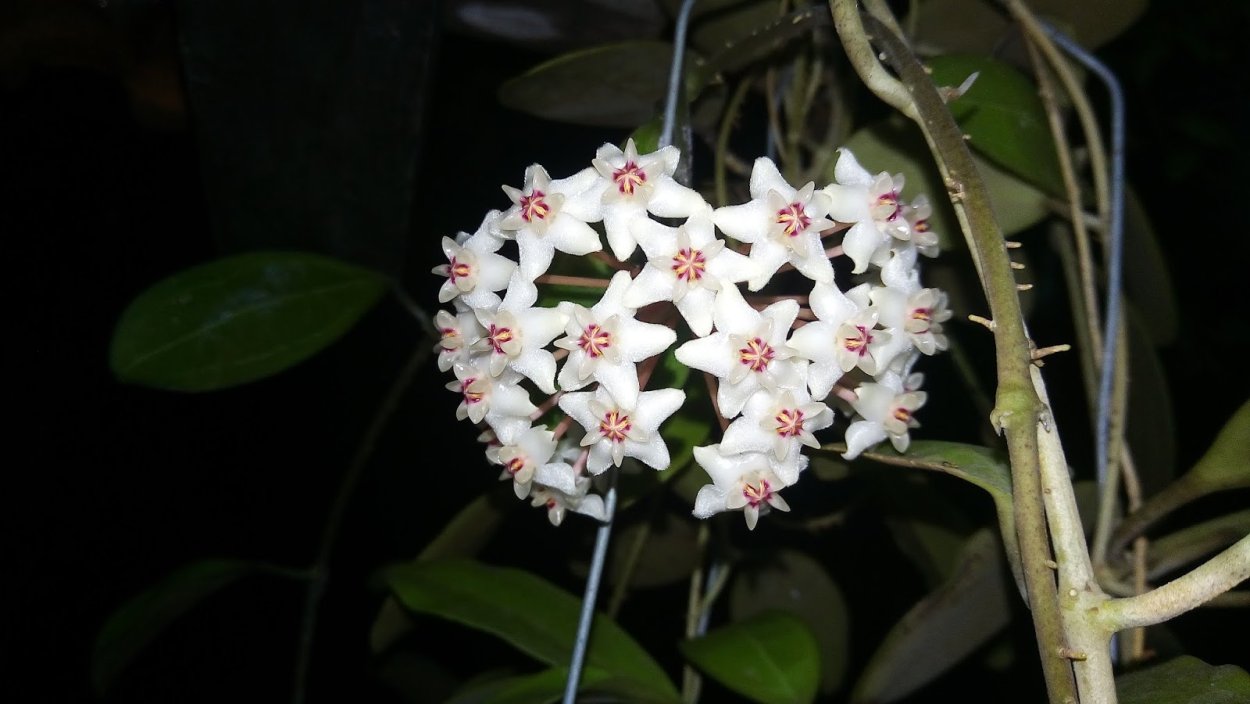 Лес желающих