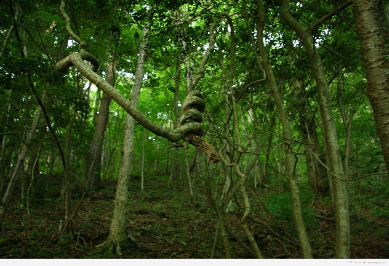 Мрачный лес