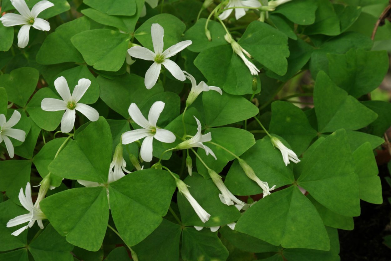 Кислица оксалис