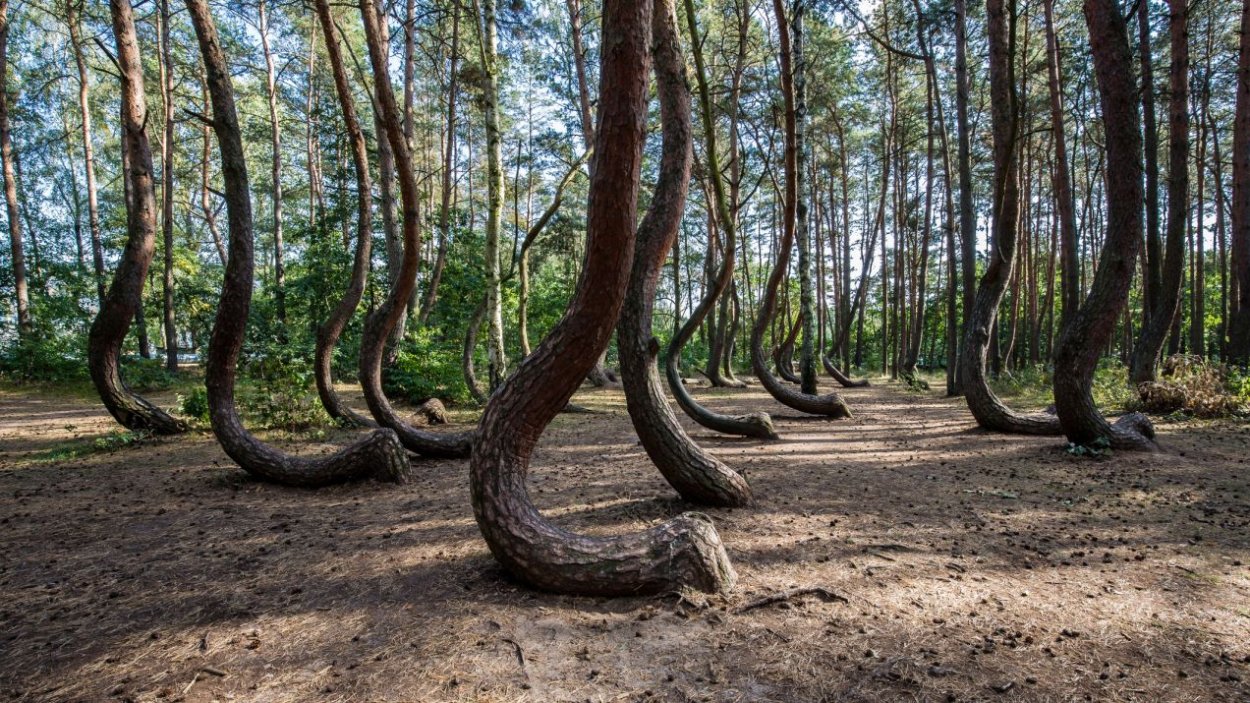 Лес Хойя-бачу