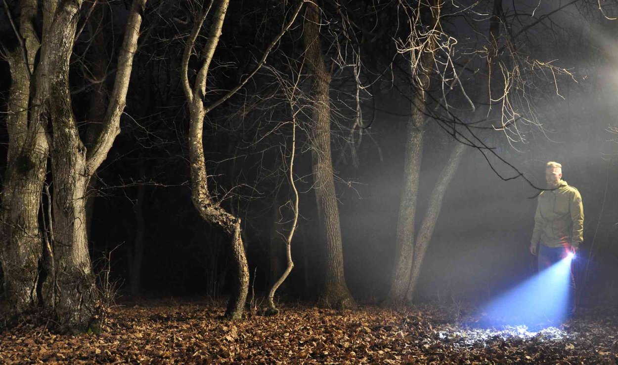 Лес Хойя-бачу в Трансильвании