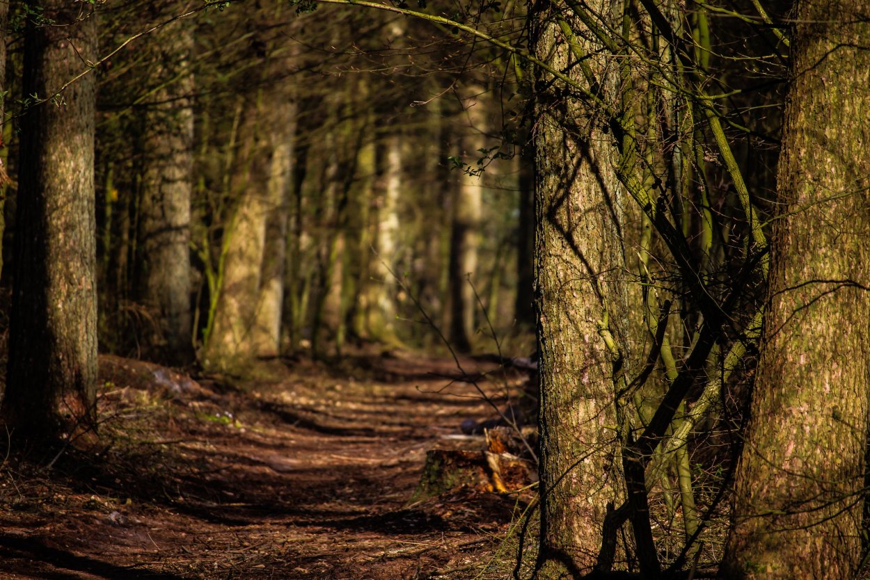 Поляна в лесу Хойя бачу