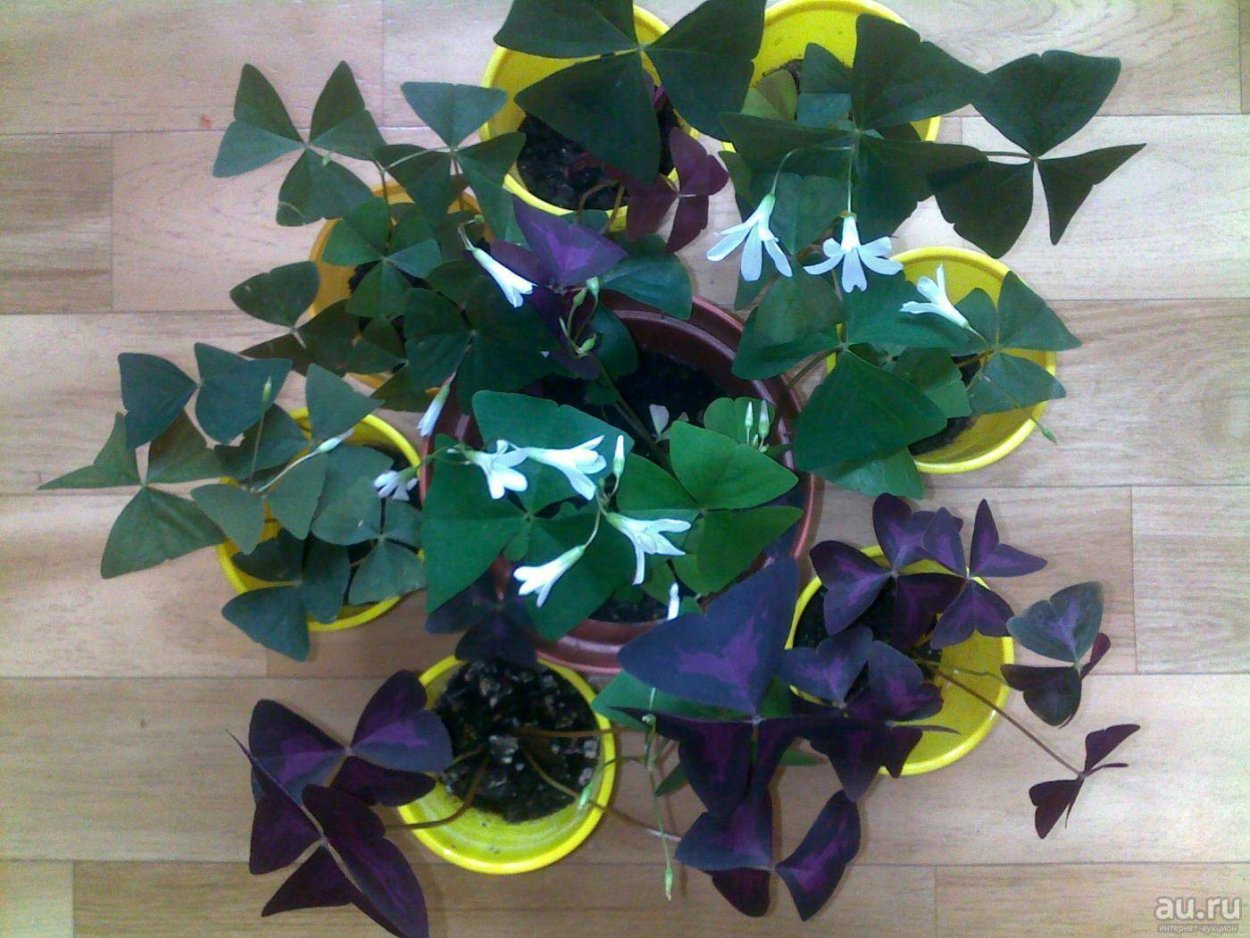 Оксалис Кислица треугольная